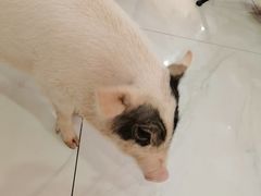 -柴源莊·柴小宠柴犬咖啡