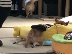 -逗柴咖啡屋·狗咖猫咖宠物桌游