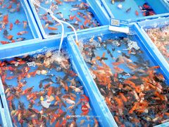 -中环花鸟鱼虫市场