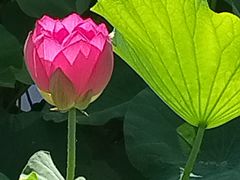 -保定东湖公园(莲池区)
