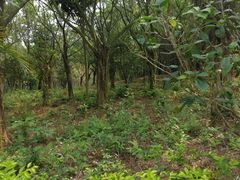 -广东茂名森林公园