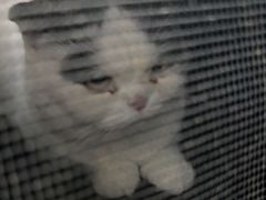 -pd派德宠物中心医院24H急重症·眼科中心·血液透析中心(嵩山北路店)