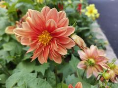 -黑龙江省森林植物园
