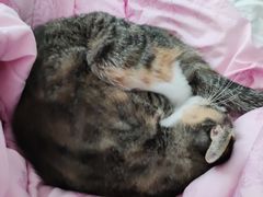 -小叮当动物医院·骨科·眼科