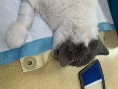 -安安宠医·安宠宠物医院