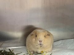 -立德异宠动物医院.兔鸟爬.内窥镜(天河店)