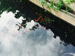 -普陀山风景名胜区-法雨禅寺