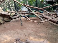 -海南热带野生动植物园