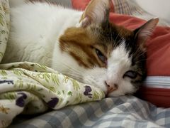 -四月宠物医院·猫专科·心脏专科·内科(转塘店)