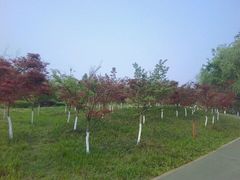 -白鹭湾湿地公园