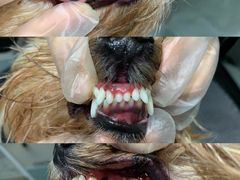 -Oh My Dog宠物沙龙(伊珊娜皮毛护理店)