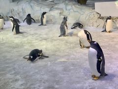 -芜湖新华联大白鲸海洋公园