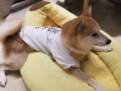 -逗柴咖啡屋·狗咖猫咖宠物桌游