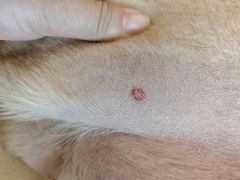 -帕帕拉兹宠物(亚洲旗舰店)