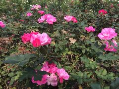 -人民公园(罗湖区)