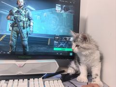 -柚子猫舍·精品猫舍购猫·猫咪认养·购宠·宠物店