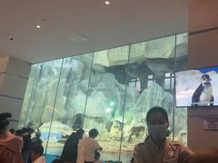 -帝企鹅自助餐厅•儿童岛•真企鹅(长隆企鹅酒店)