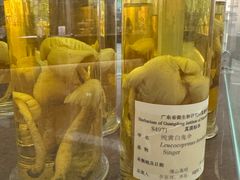 -广州神农草堂中医药博物馆