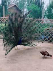 点击看大图 -萌宠亲子动物乐园(槐房万达店)