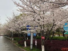 -高东镇樱花园