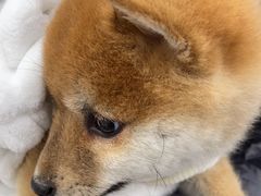 -芭比堂动物医院·CT·微创中心(新顺分院)