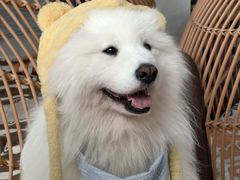 -星多哈·狗咖·拼豆·咖啡