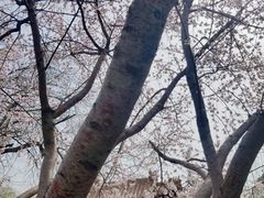 -桃花堤公园