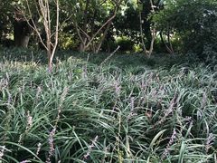 -西湖游船