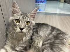 -十年猫舍·猫咪专门店(普陀店)