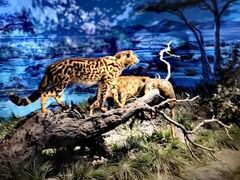 -国家自然博物馆