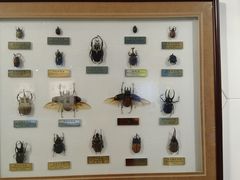 -上海昆虫博物馆