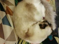 -猫色咖啡·猫咖