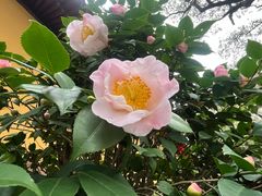 -巴哈面店(沈家门西大街店)