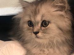 -艾贝尔宠物医院·24H转诊中心·肿瘤猫专科(江宁双龙店)