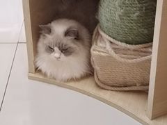 -鼓捣猫呢主题猫咖店