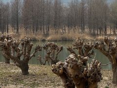 -长广溪湿地公园