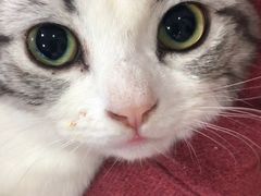 -李小姐の猫咖啡馆(五角场店)