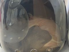 -达爱动物医院·犬猫分区·CT·复杂眼科(远洋山水分院)