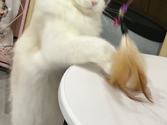 -lincat·猫舍(广州店)