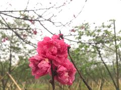 -天适樱花悠乐园
