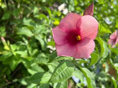 -海南热带野生动植物园