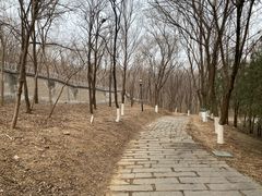 -云岗森林公园