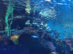 -华夏文旅海洋公园