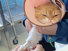 -瑞派福兴宠物医院犬猫全科·骨科·中西医结合(河东店)