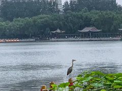 -莲花池公园