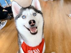 -Husky Go! 哈士奇体验馆·宠物咖啡厅狗咖