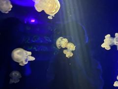 -欢乐海岸海洋奇梦馆