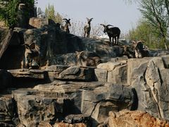 -北京野生动物园