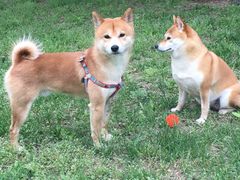 -北京观赏动物医院·24小时大型综合·猫专科·异宠专科