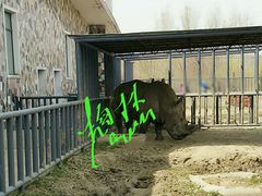 犀牛馆-哈尔滨北方森林动物园